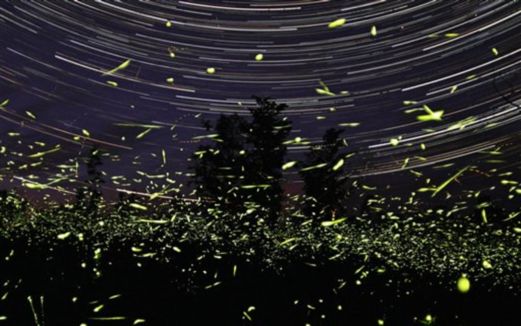 A one hour exposure photo taken June 22, 2009 shows fireflies in front of Steve Irvine's home in Big Bay, Ontario in Canada. A childhood rite of passage — catching fireflies in Mason jars and watching them glow — could be fading along with the dog days of summer. 